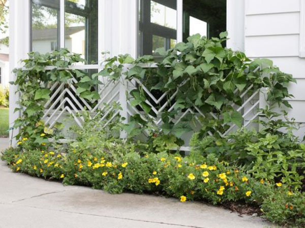 fence with vine plants